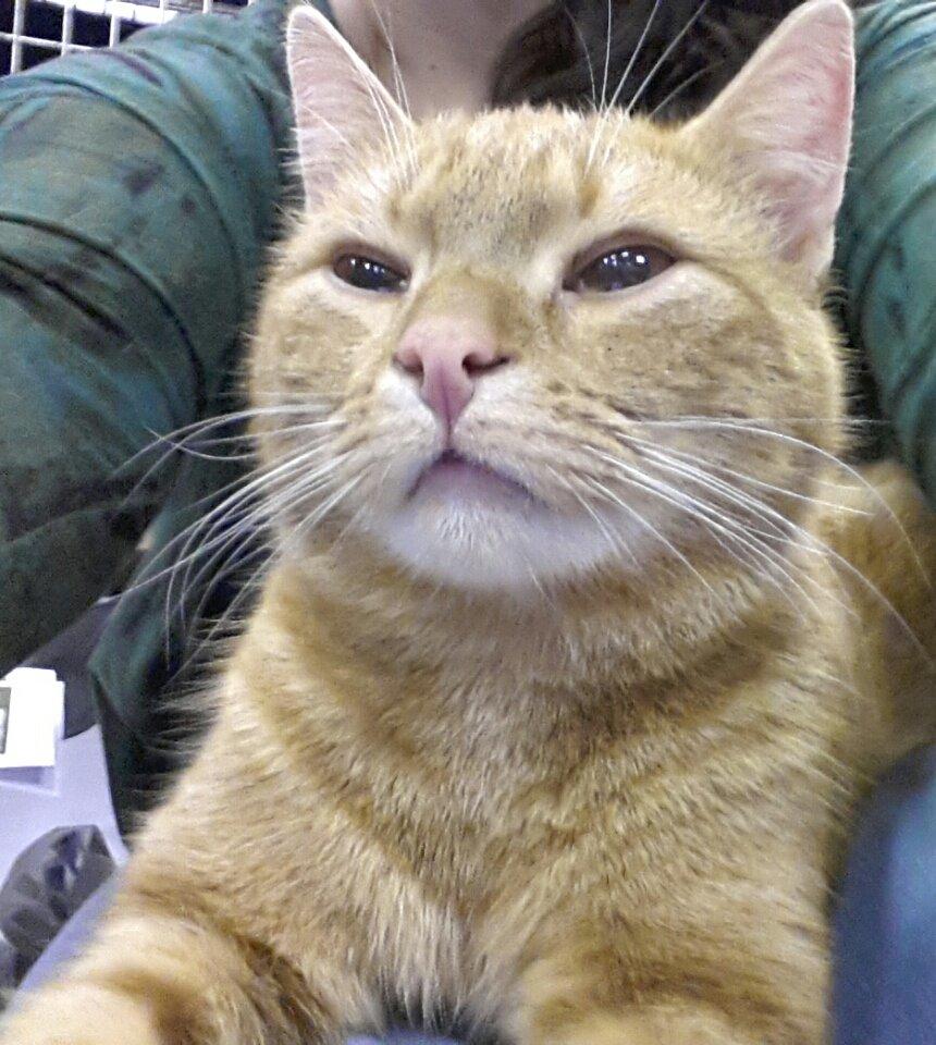 Europé DK Rothes Lukas billede 22