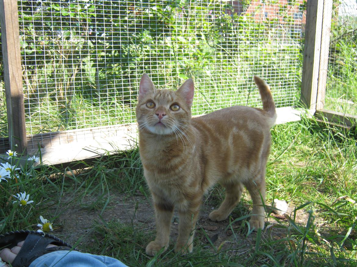 Europé DK Rothes Lukas billede 23