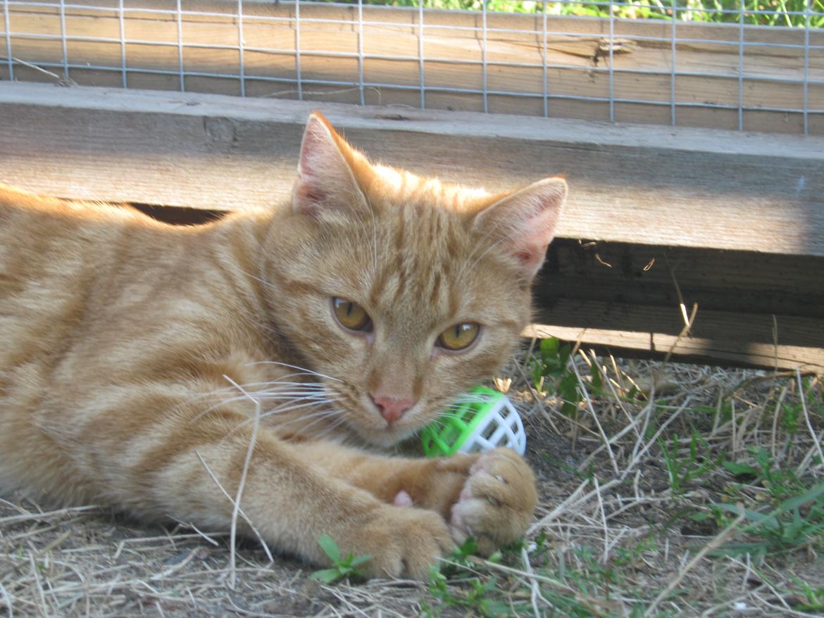 Europé DK Rothes Lukas billede 24