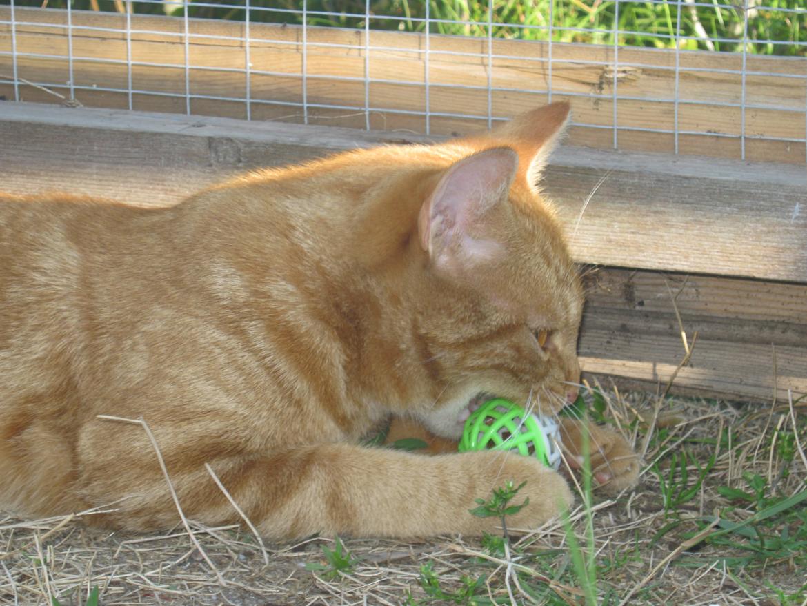 Europé DK Rothes Lukas billede 25