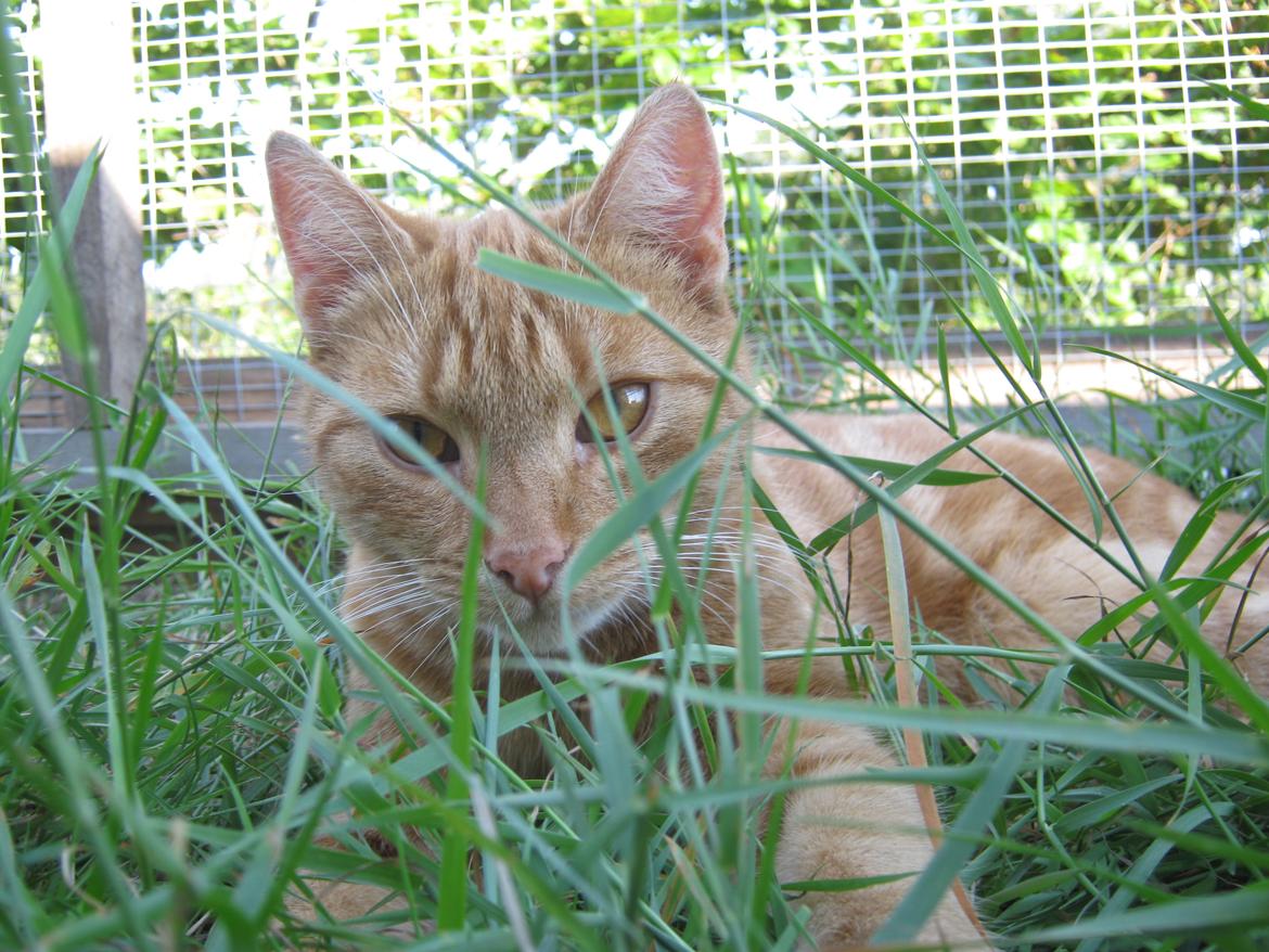 Europé DK Rothes Lukas billede 26