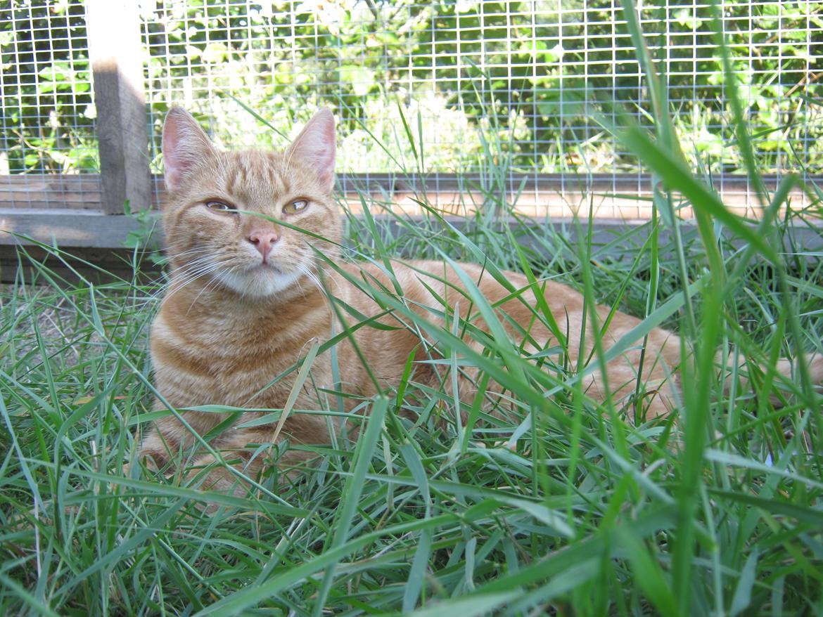 Europé DK Rothes Lukas billede 27