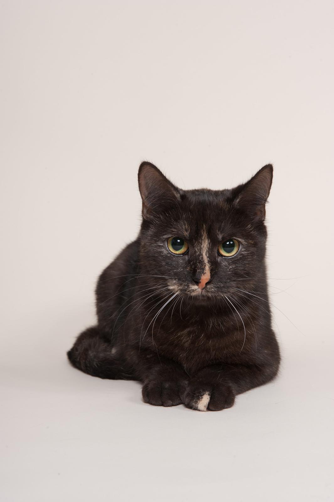 Europé FI*Kassilan Naiad billede 1