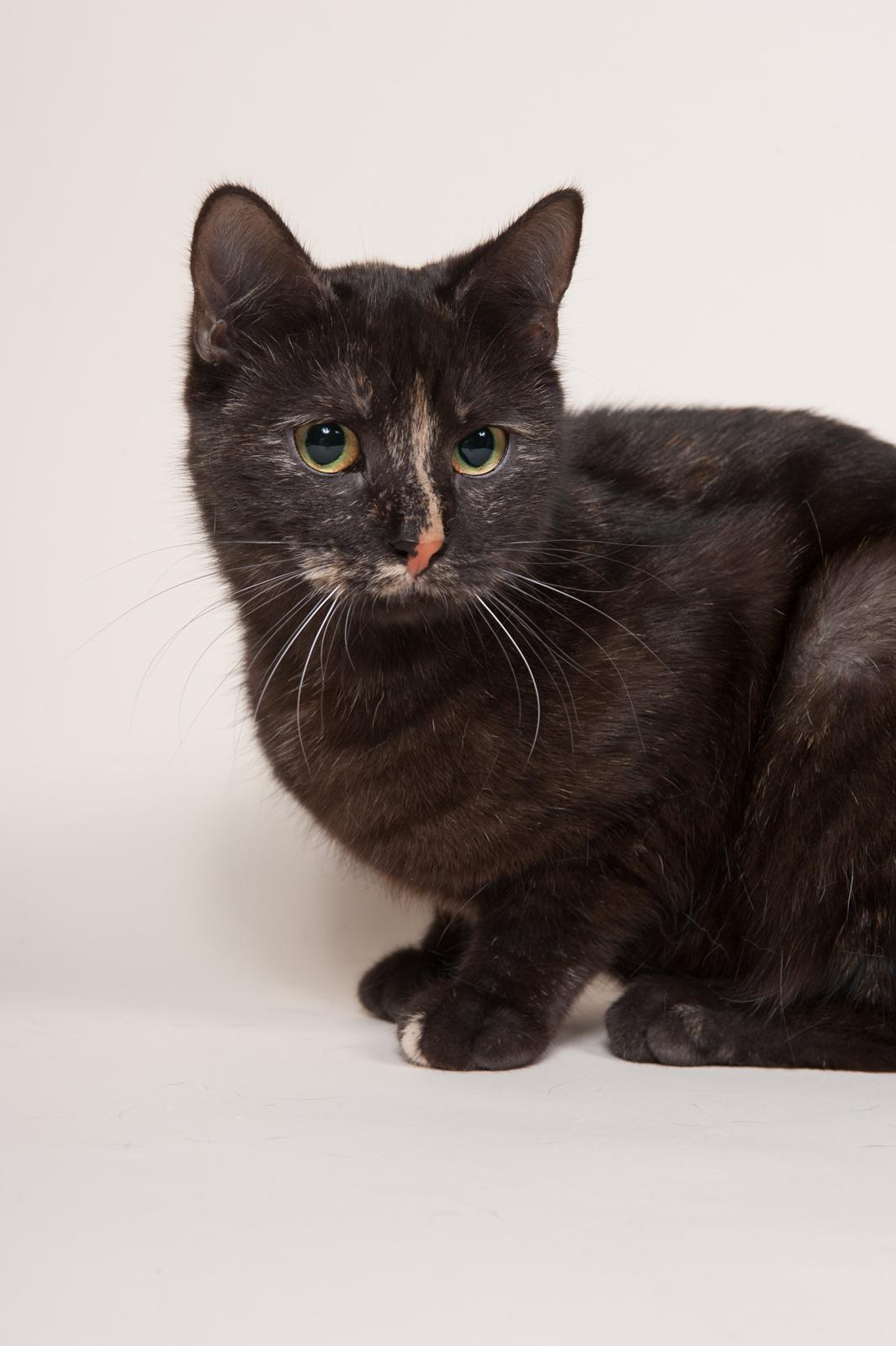 Europé FI*Kassilan Naiad billede 2