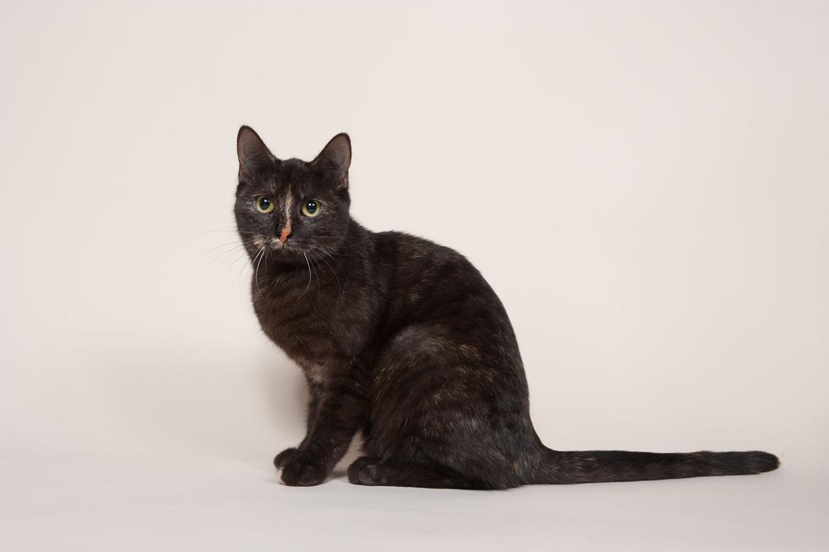 Europé FI*Kassilan Naiad billede 3