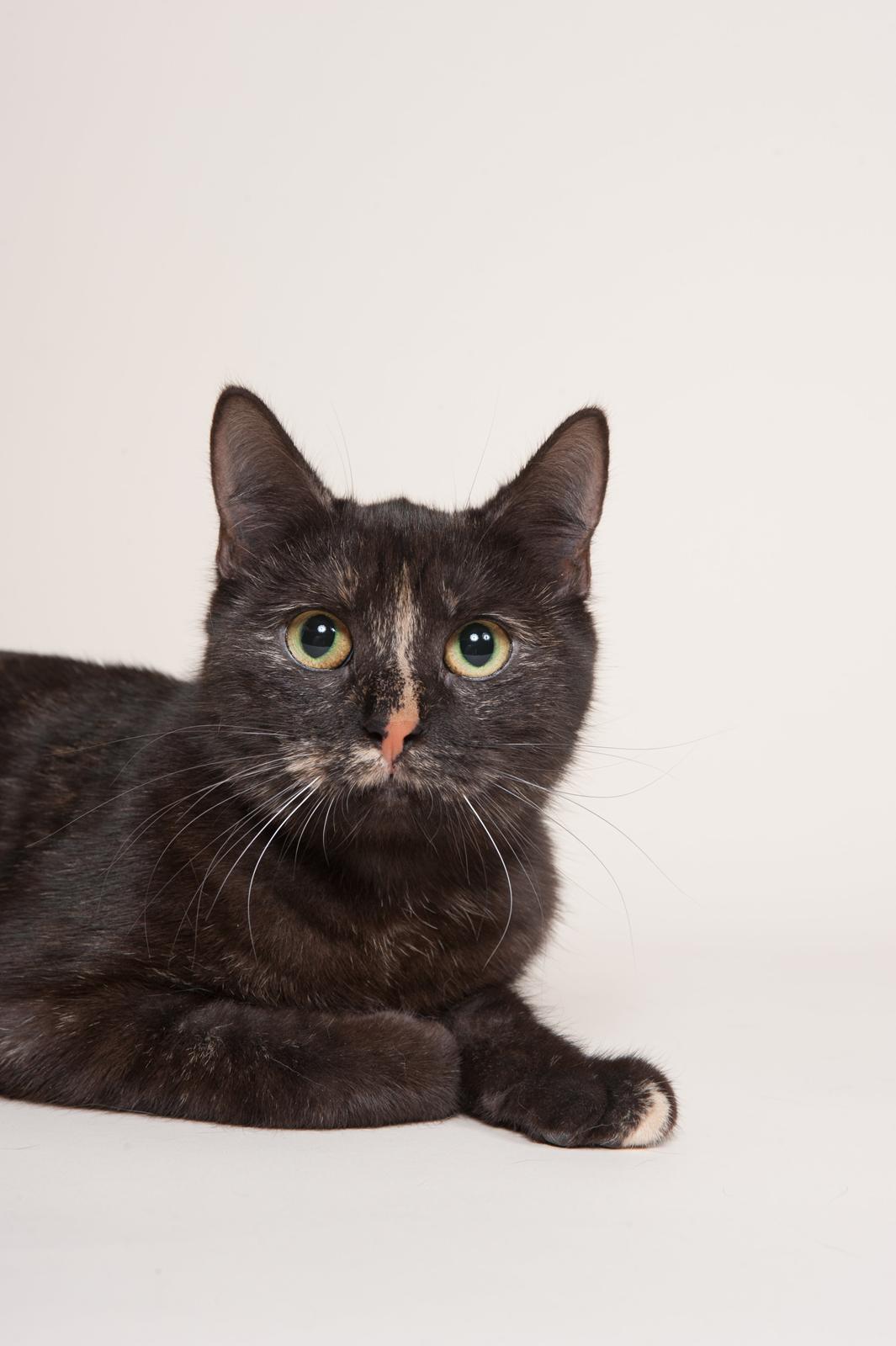 Europé FI*Kassilan Naiad billede 4