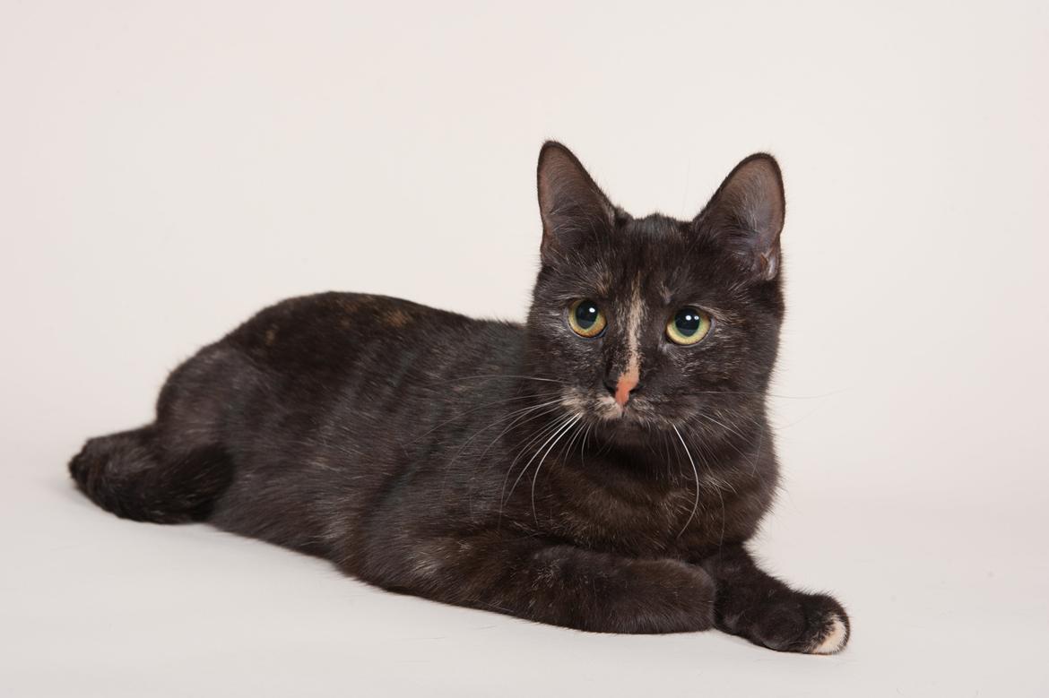 Europé FI*Kassilan Naiad billede 5