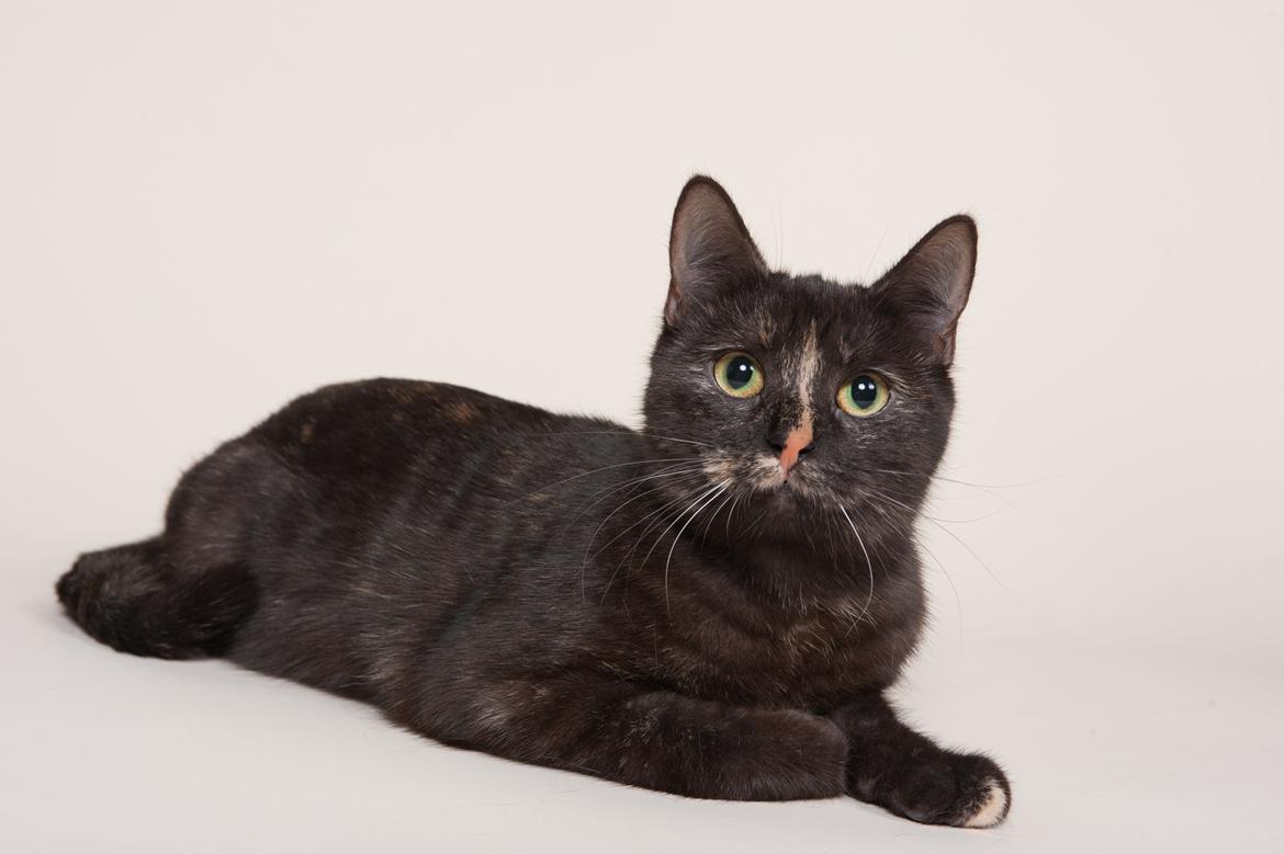 Europé FI*Kassilan Naiad billede 6