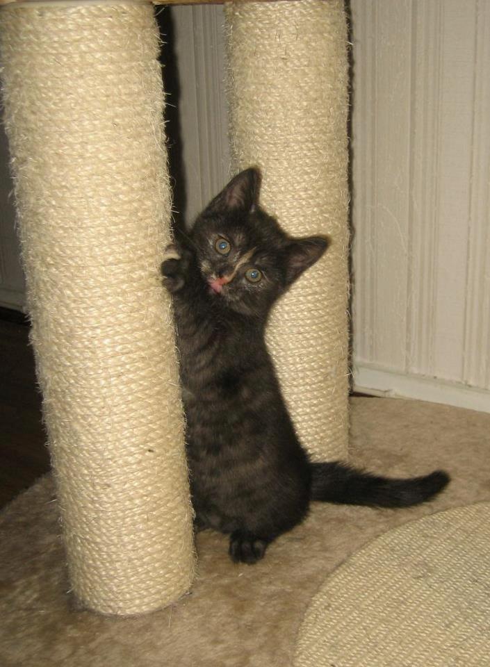 Europé FI*Kassilan Naiad billede 7