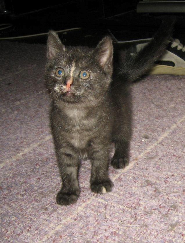 Europé FI*Kassilan Naiad billede 8