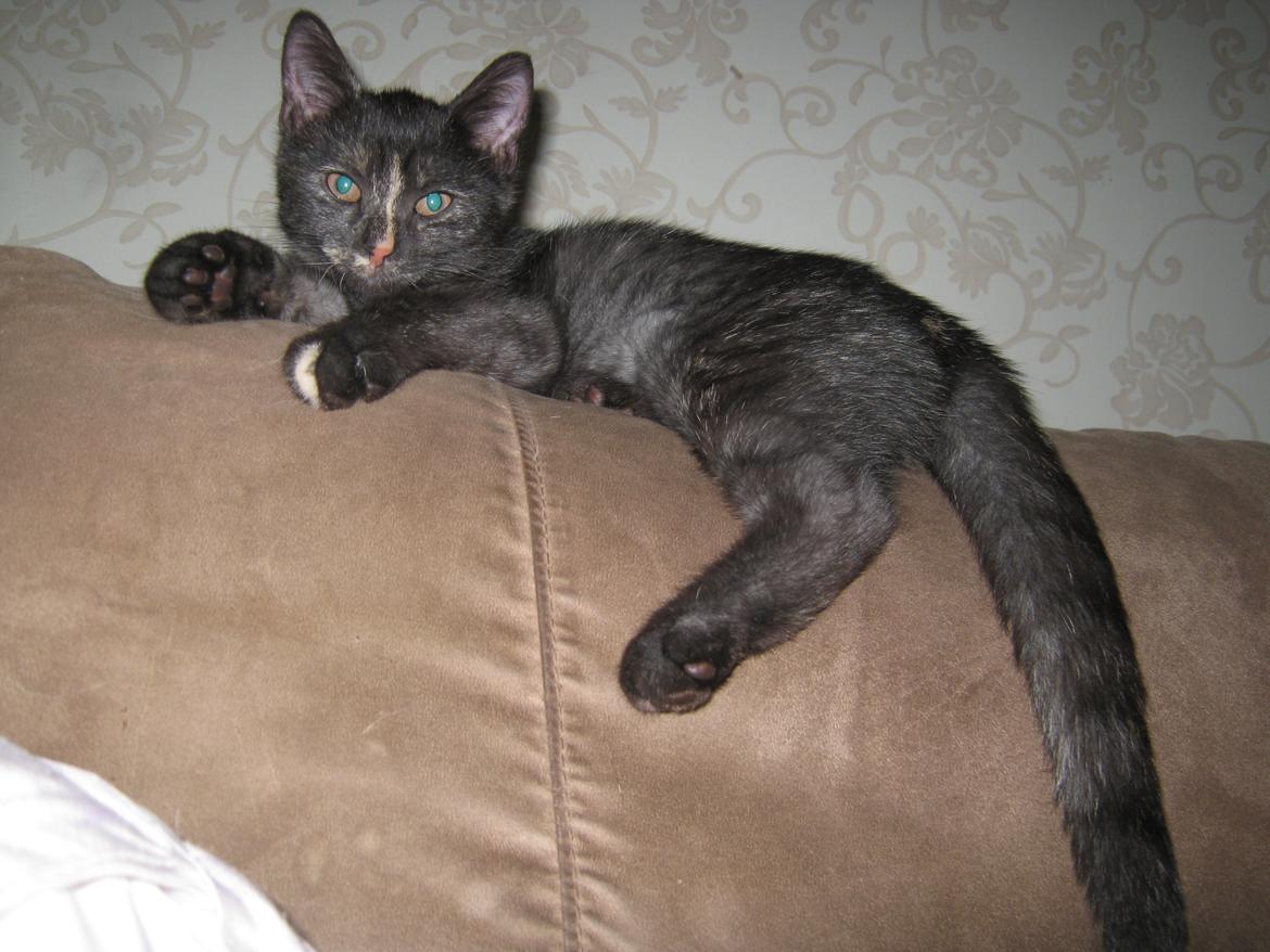 Europé FI*Kassilan Naiad billede 9