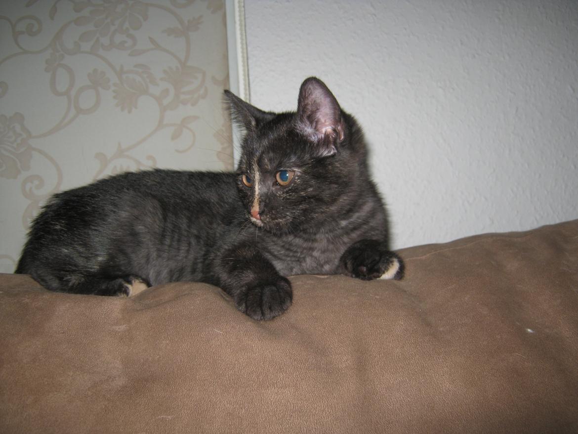 Europé FI*Kassilan Naiad billede 10