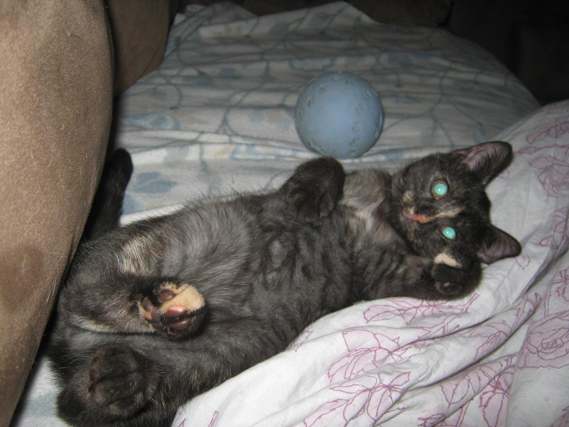 Europé FI*Kassilan Naiad billede 11