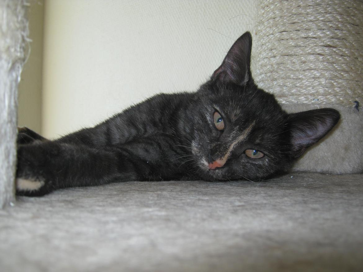 Europé FI*Kassilan Naiad billede 12