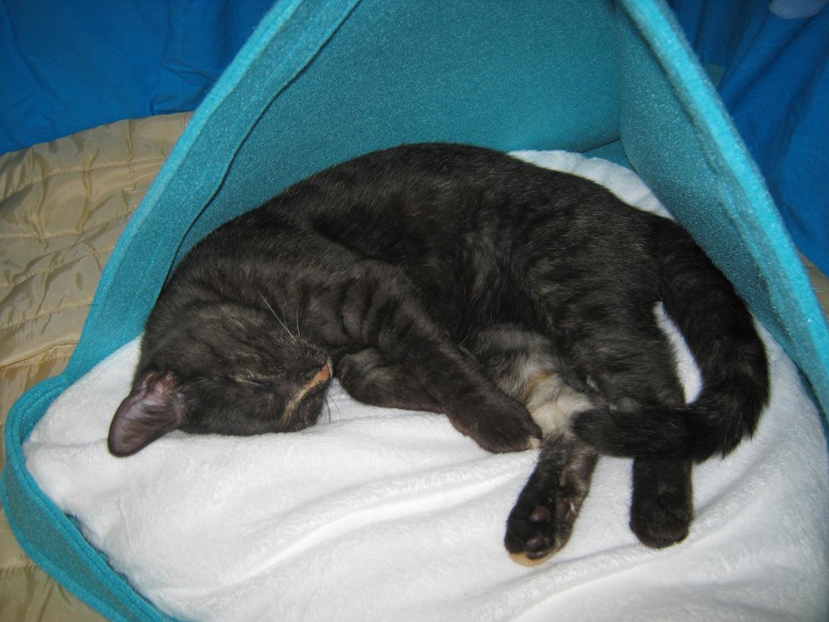 Europé FI*Kassilan Naiad billede 13