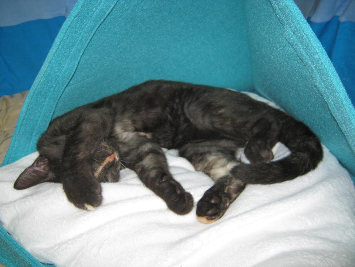 Europé FI*Kassilan Naiad billede 14