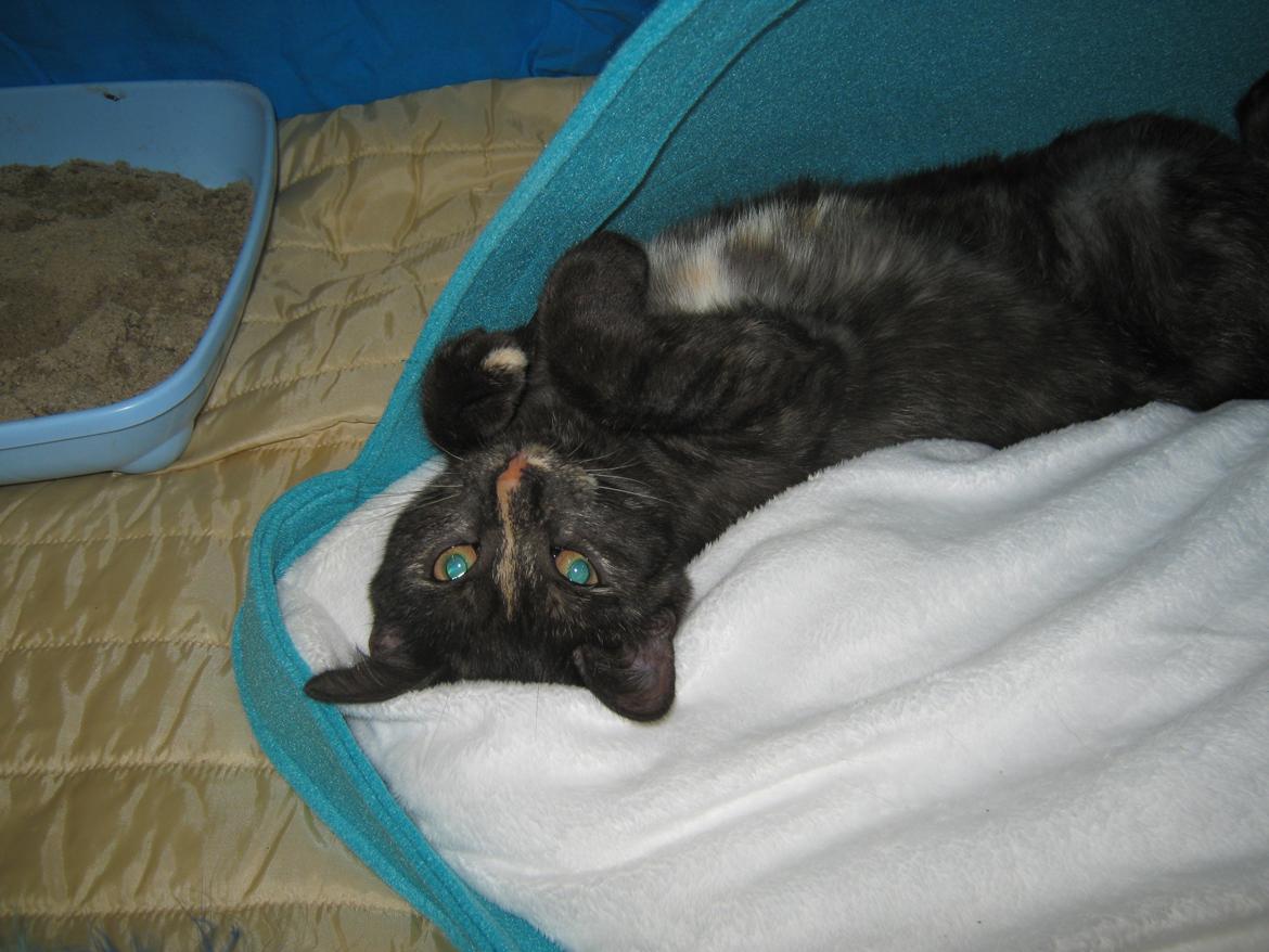 Europé FI*Kassilan Naiad billede 15