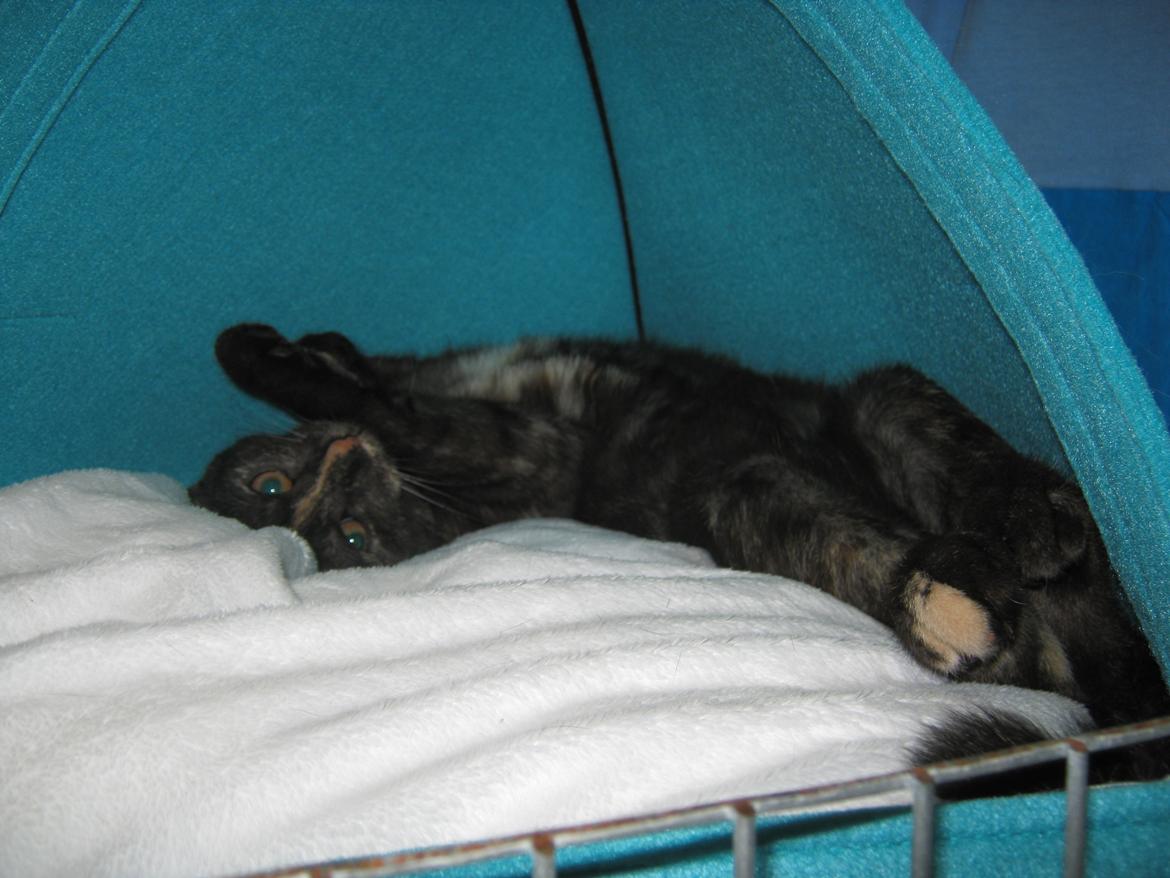 Europé FI*Kassilan Naiad billede 16