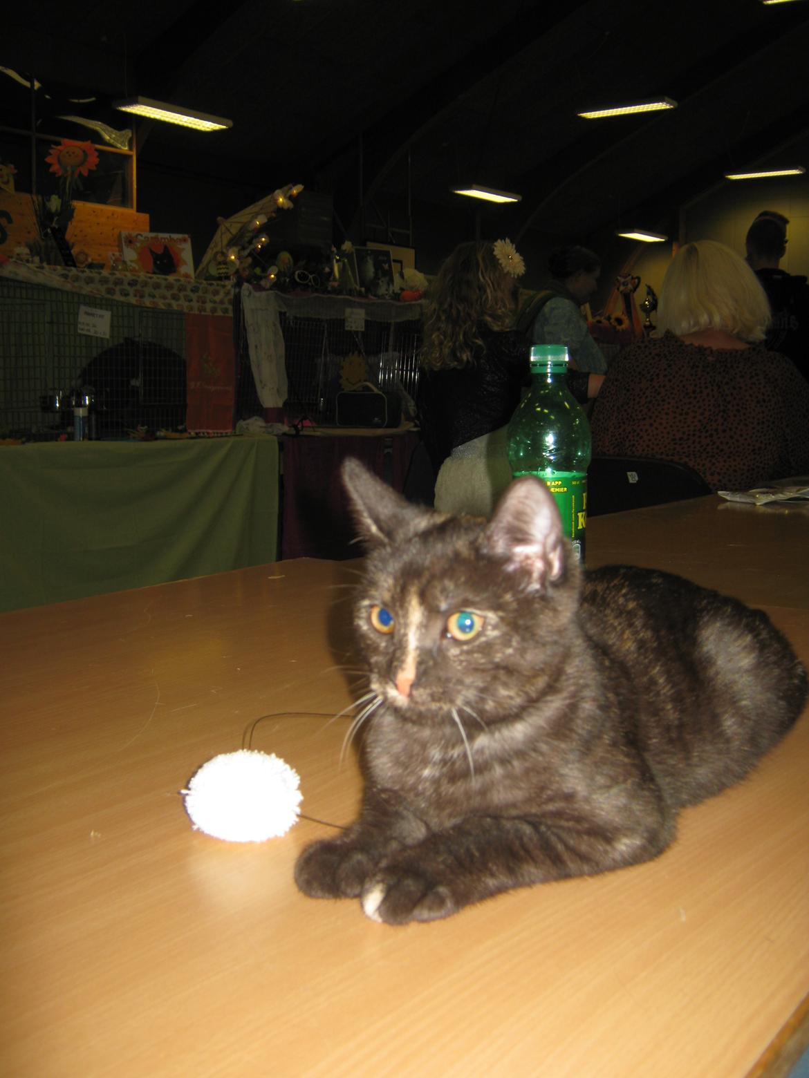 Europé FI*Kassilan Naiad billede 17