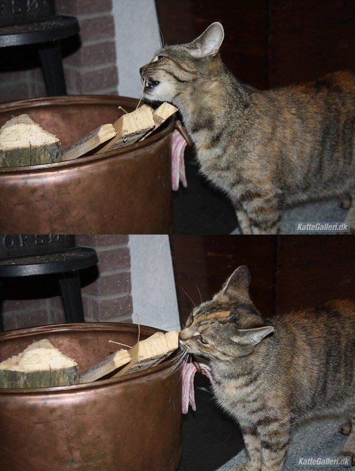 Blanding af racer Futte - ... og brænde. billede 11