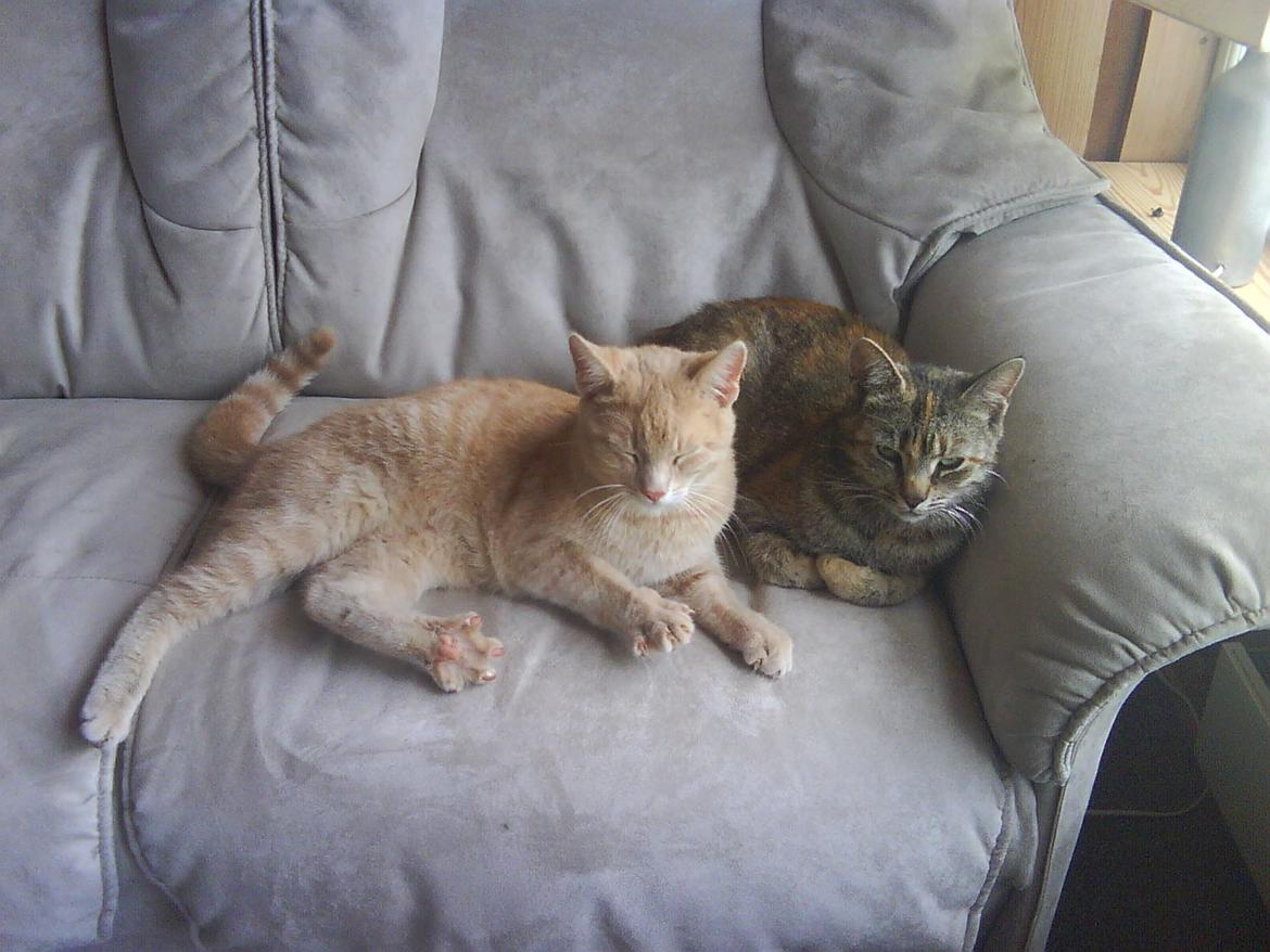 Blanding af racer Futte - Futte og en af hendes killinger, Frodo.  billede 12