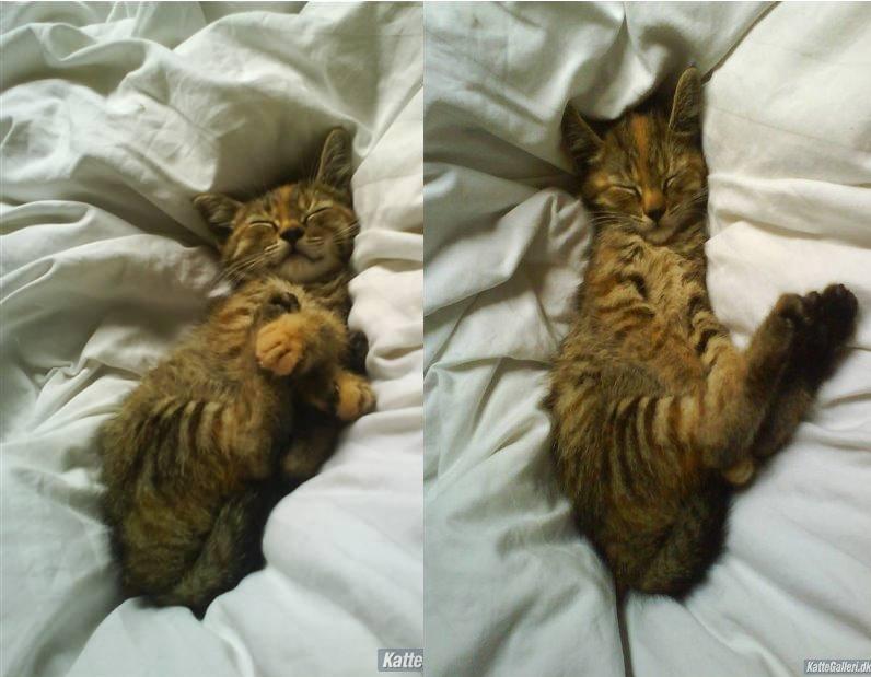 Blanding af racer Futte billede 3