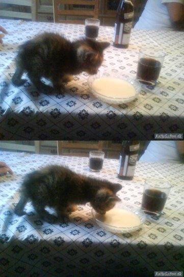 Blanding af racer Futte - Den første dag i familien.  billede 2