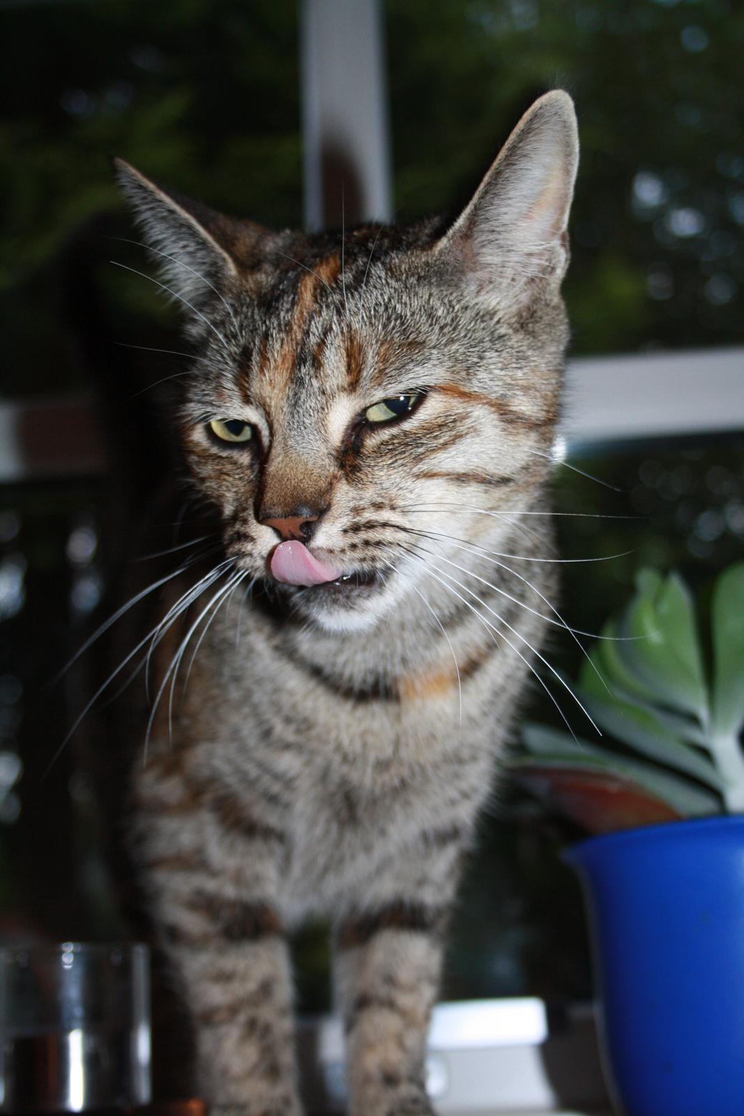 Blanding af racer Futte billede 13