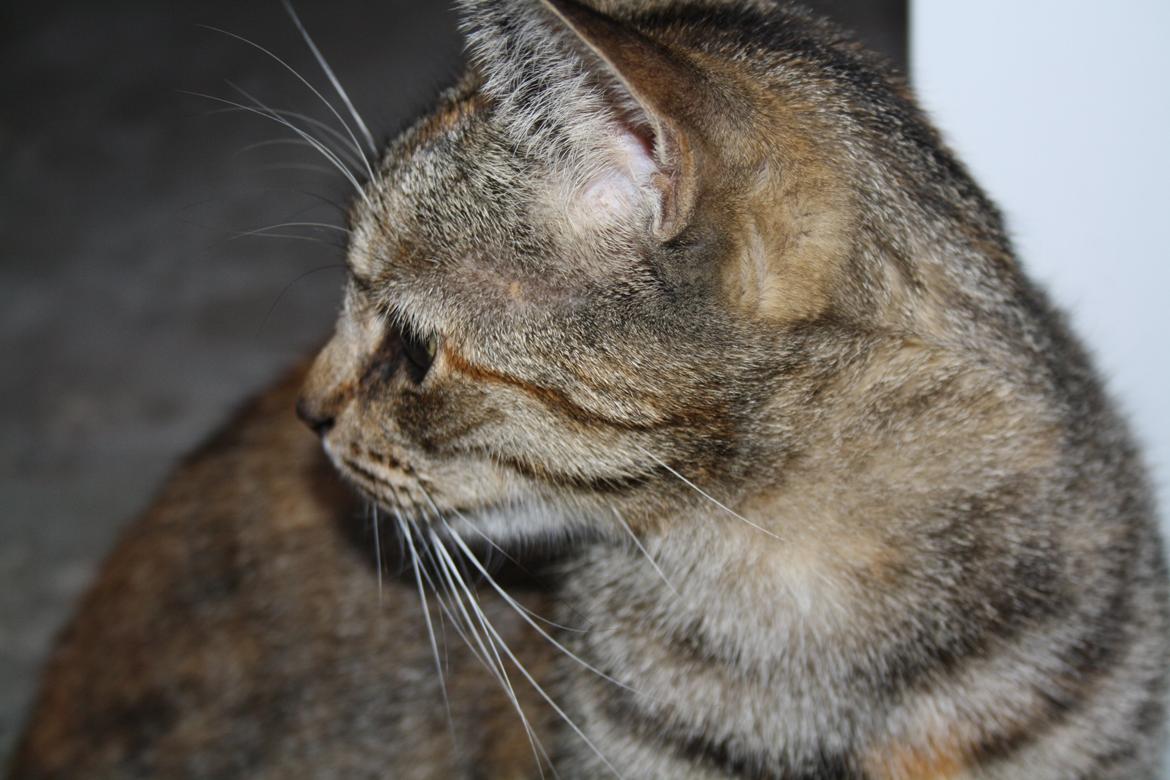 Blanding af racer Futte billede 14