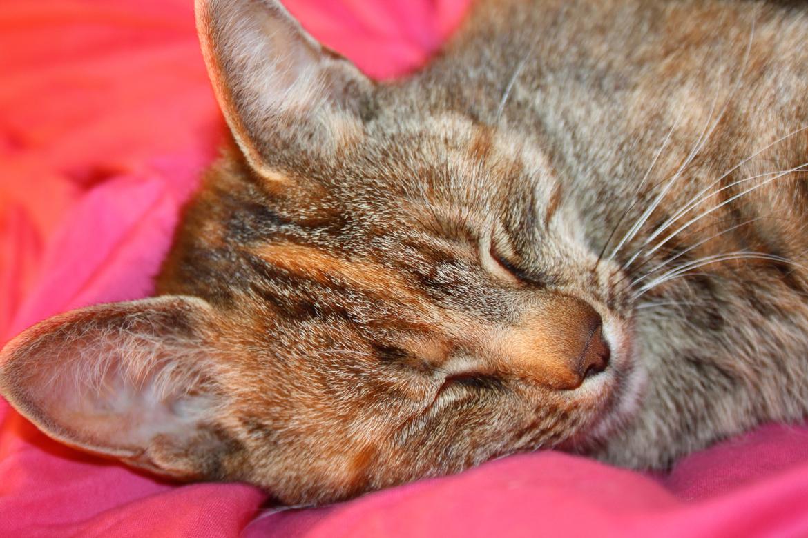 Blanding af racer Futte billede 15