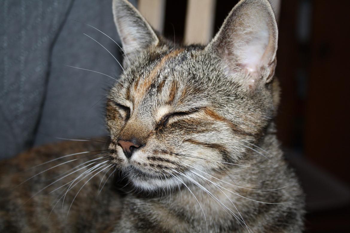 Blanding af racer Futte billede 16