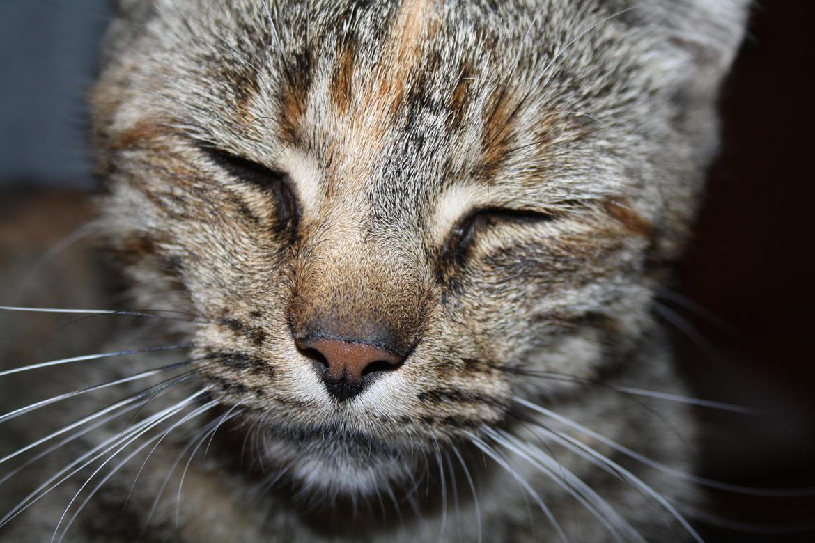 Blanding af racer Futte - Velkommen til Futtes side! billede 1