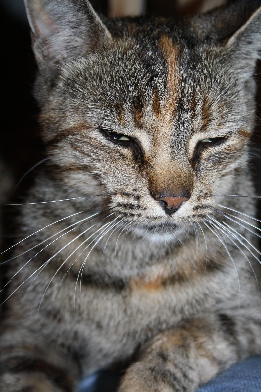 Blanding af racer Futte billede 17