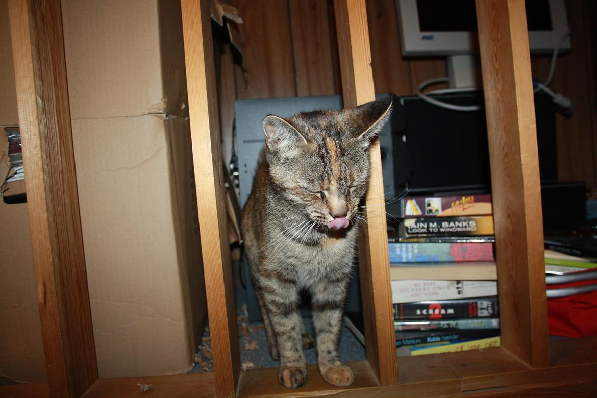 Blanding af racer Futte - Futte har en forkærlighed for papkasser... billede 10