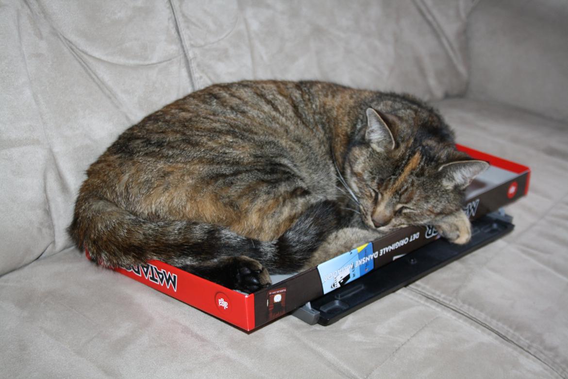 Blanding af racer Futte - Futte nyder spil-aften! billede 6