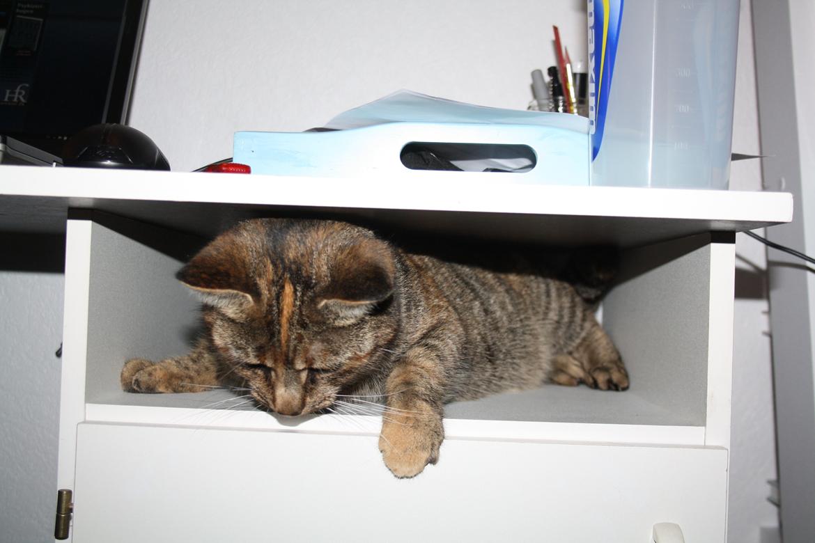 Blanding af racer Futte billede 8