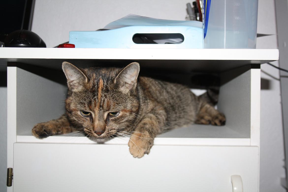 Blanding af racer Futte billede 9