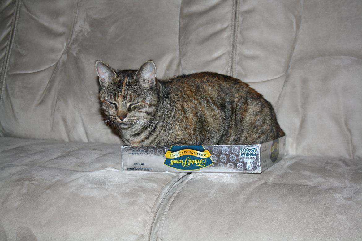 Blanding af racer Futte - Futte nyder spil-aften! billede 7