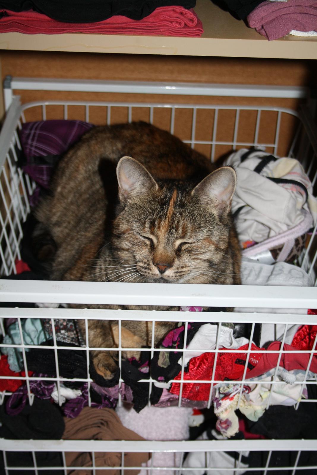 Blanding af racer Futte billede 18