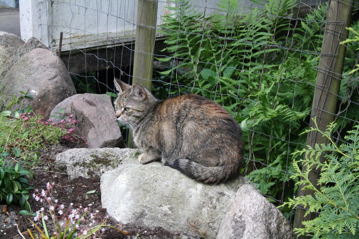 Blanding af racer Futte billede 19