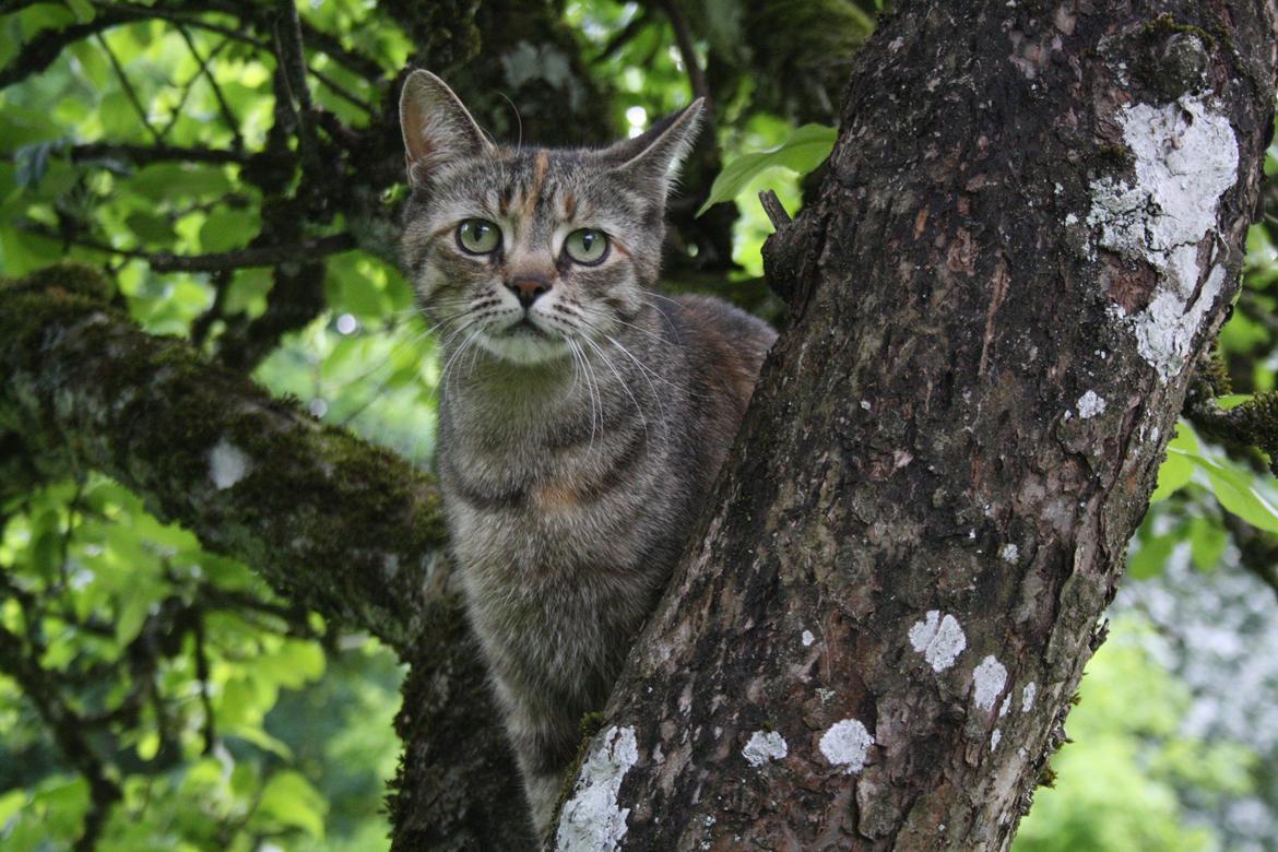 Blanding af racer Futte billede 20