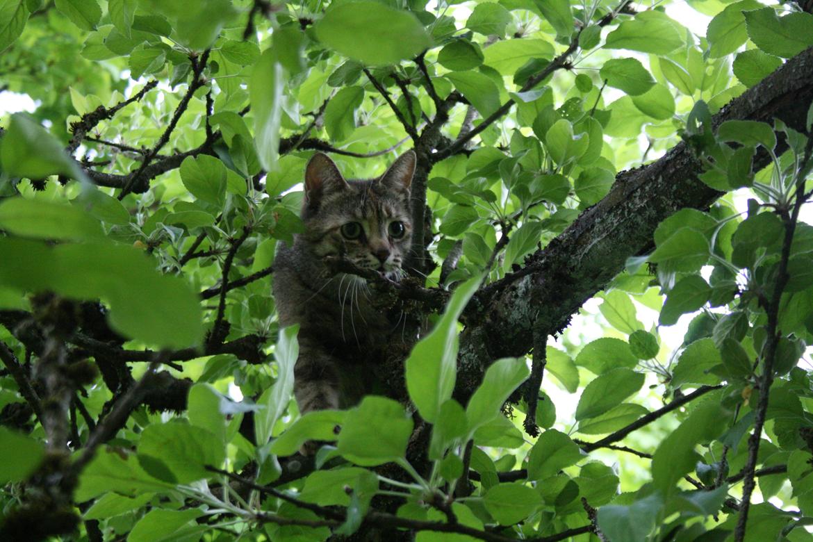 Blanding af racer Futte billede 21