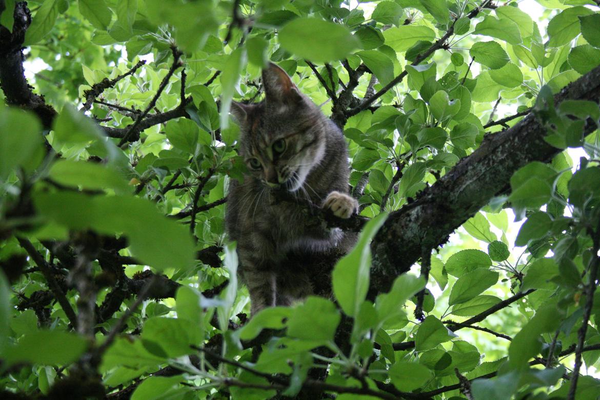 Blanding af racer Futte billede 22