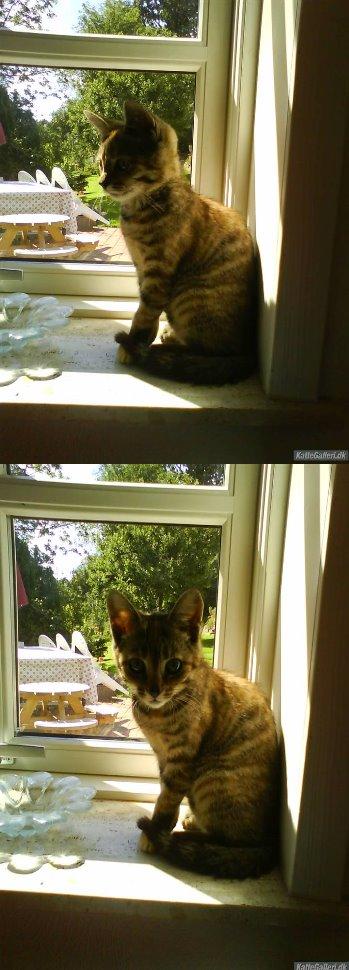 Blanding af racer Futte billede 4