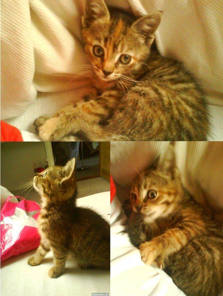 Blanding af racer Futte billede 5