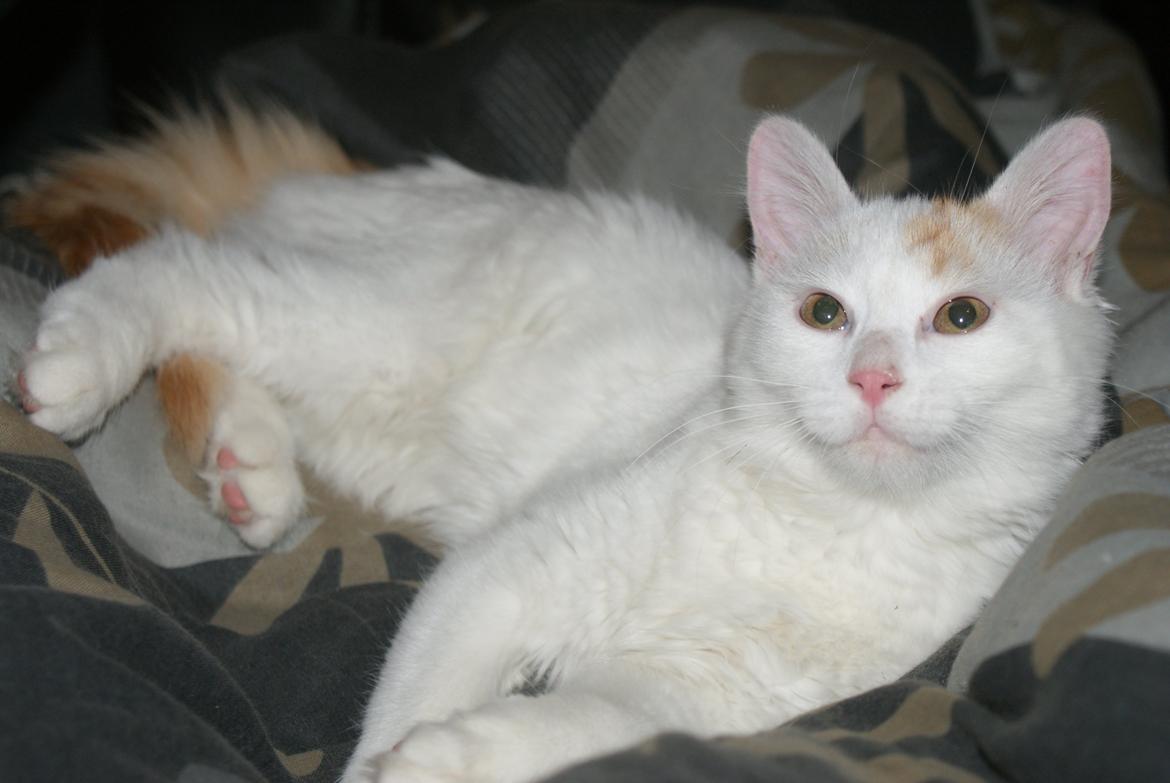 Tyrkisk Van DK Soyanne´s Cher (Avlskat) billede 21