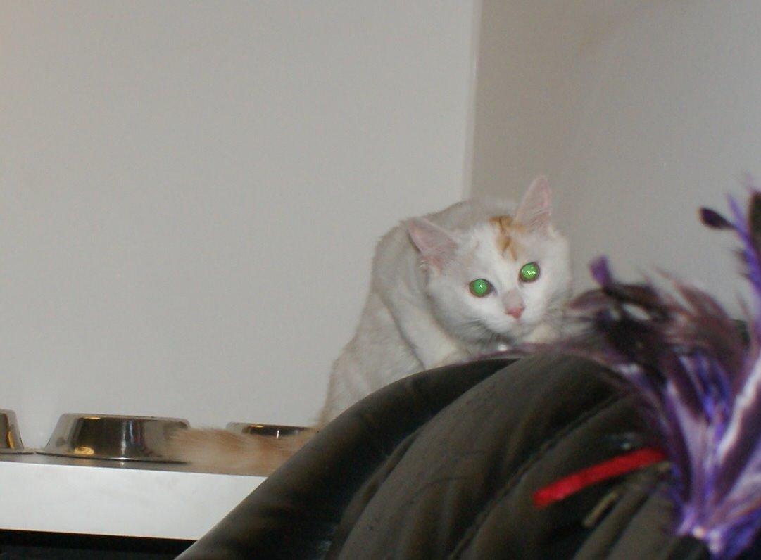 Tyrkisk Van DK Soyanne´s Cher (Avlskat) billede 22