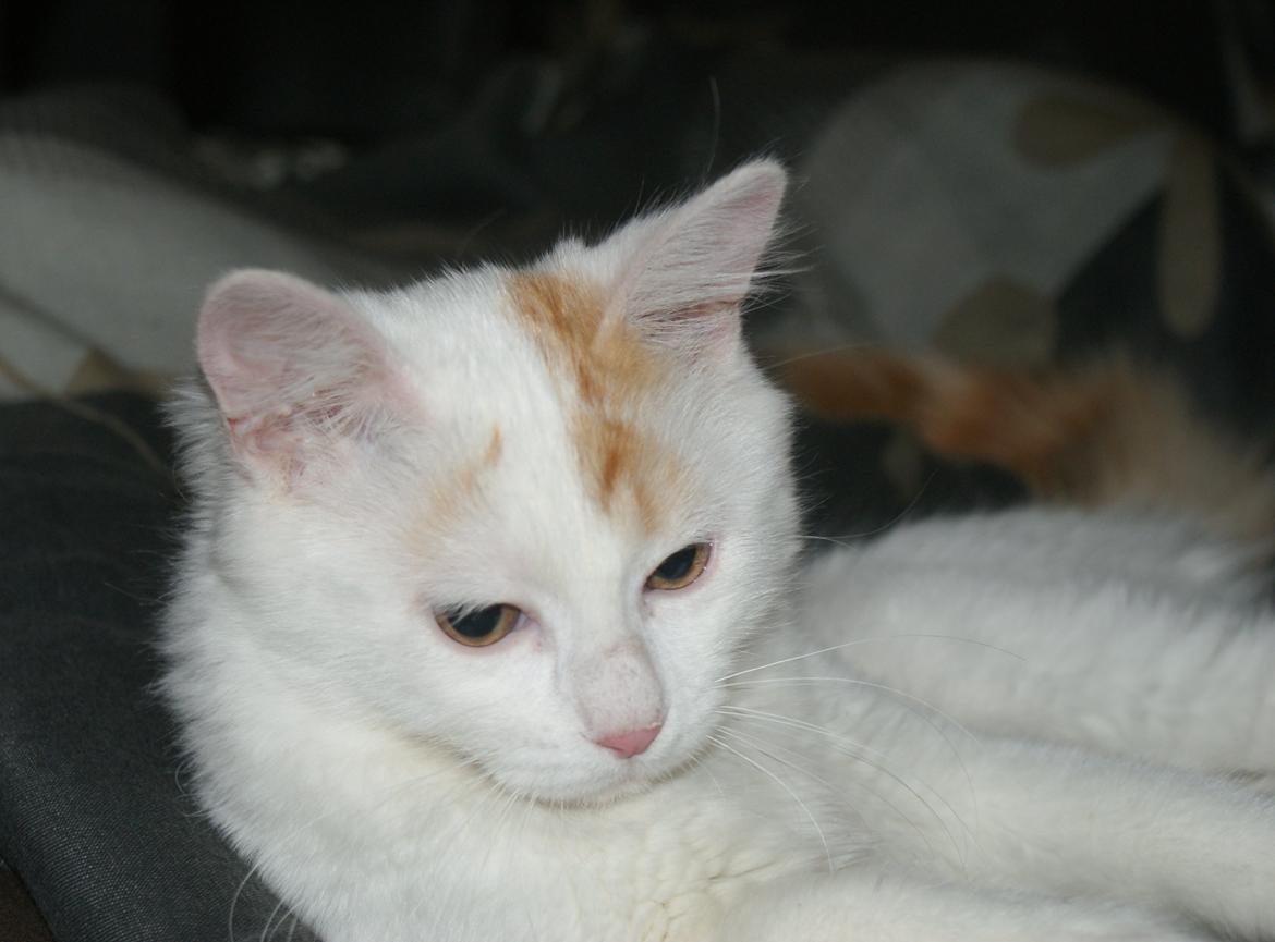 Tyrkisk Van DK Soyanne´s Cher (Avlskat) billede 23