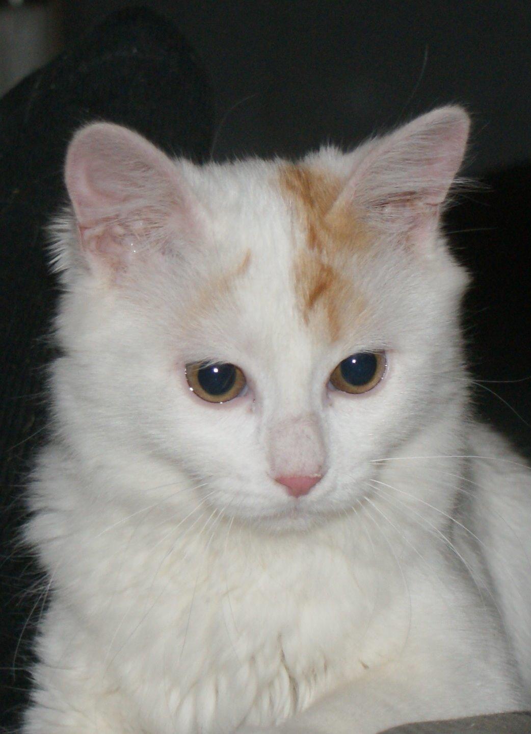 Tyrkisk Van DK Soyanne´s Cher (Avlskat) billede 24