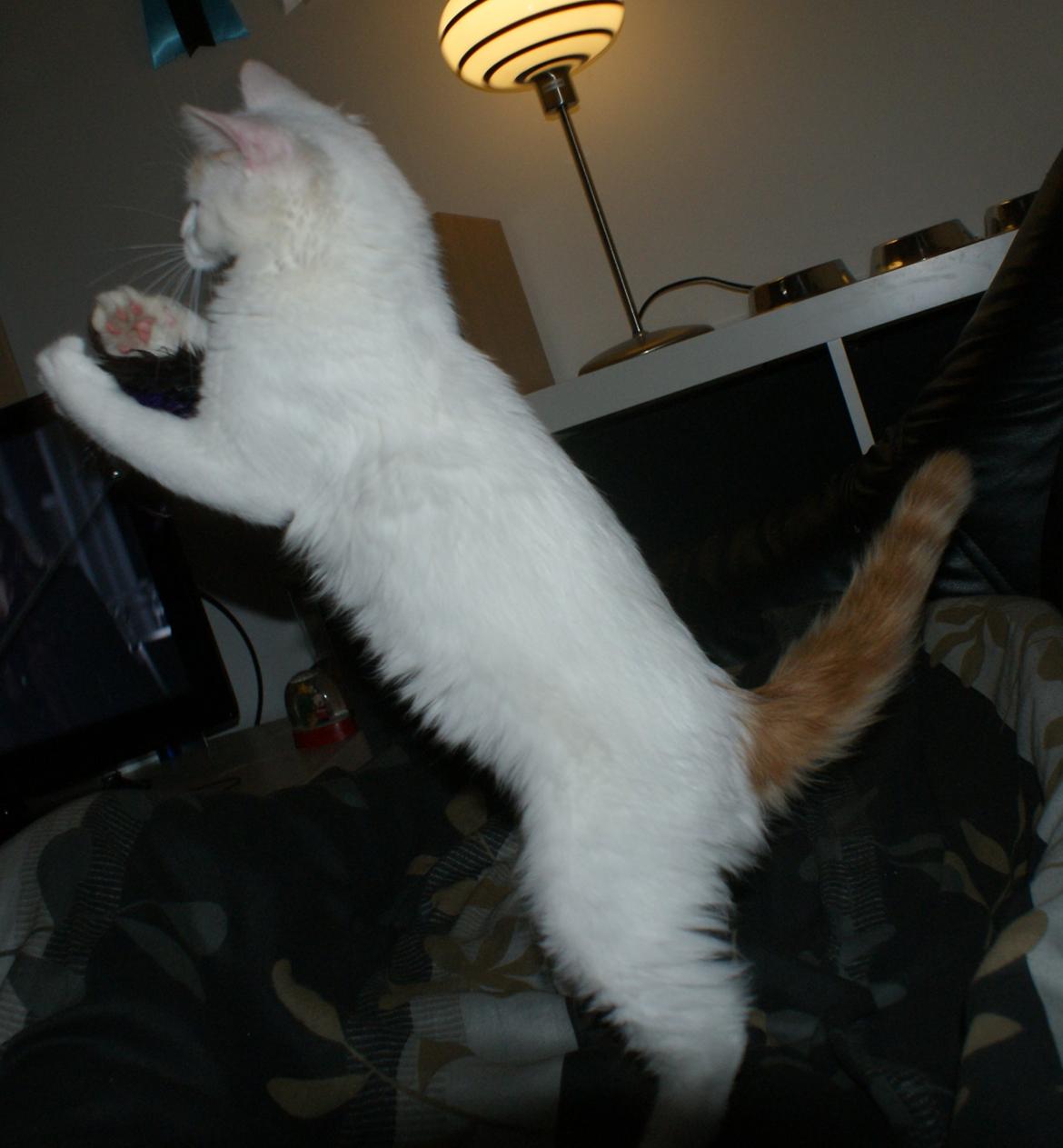 Tyrkisk Van DK Soyanne´s Cher (Avlskat) billede 25